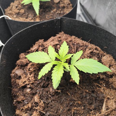 Critical mass fast growlog timeline photo