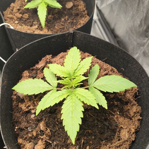Critical mass fast growlog timeline photo