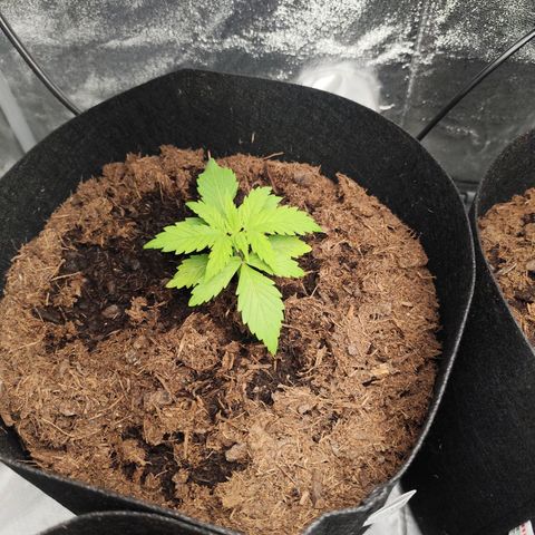 Critical mass fast growlog timeline photo