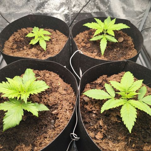 Critical mass fast growlog timeline photo