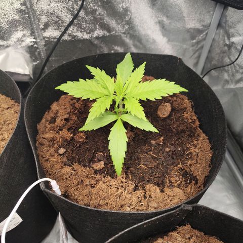 Critical mass fast growlog timeline photo