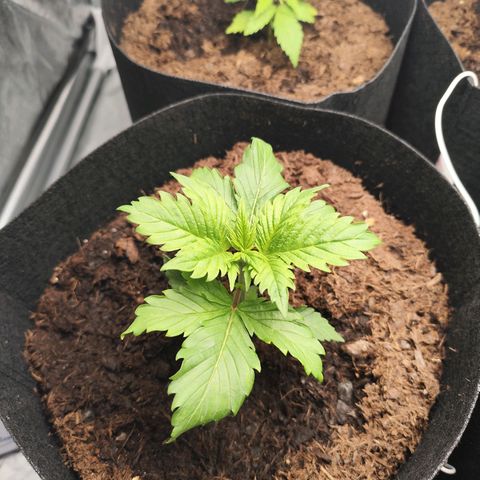 Critical mass fast growlog timeline photo