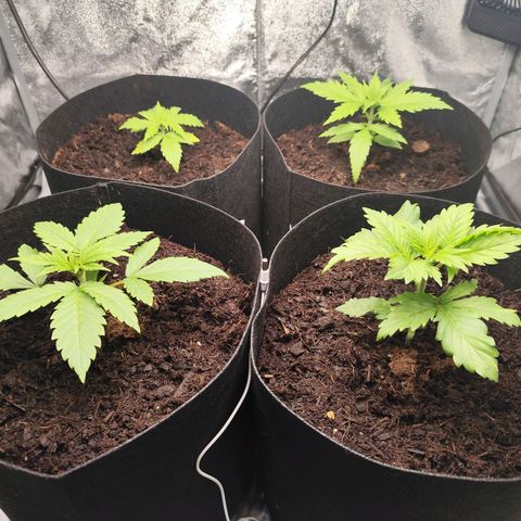 Critical mass fast growlog timeline photo