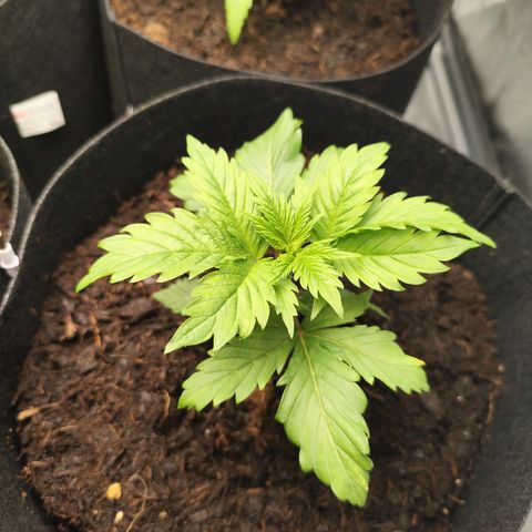 Critical mass fast growlog timeline photo