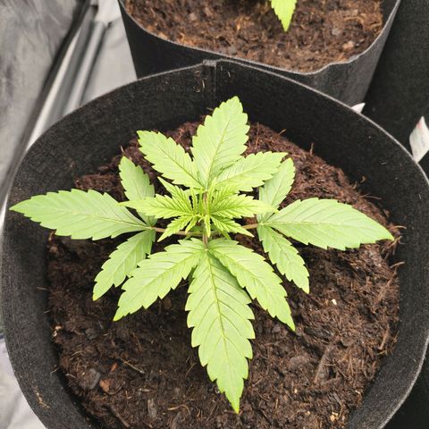 Critical mass fast growlog timeline photo