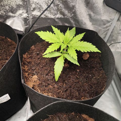 Critical mass fast growlog timeline photo