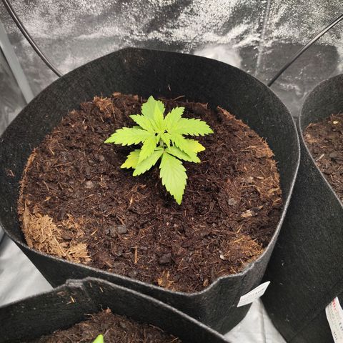 Critical mass fast growlog timeline photo