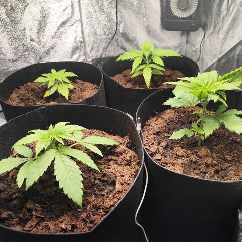 Critical mass fast growlog timeline photo