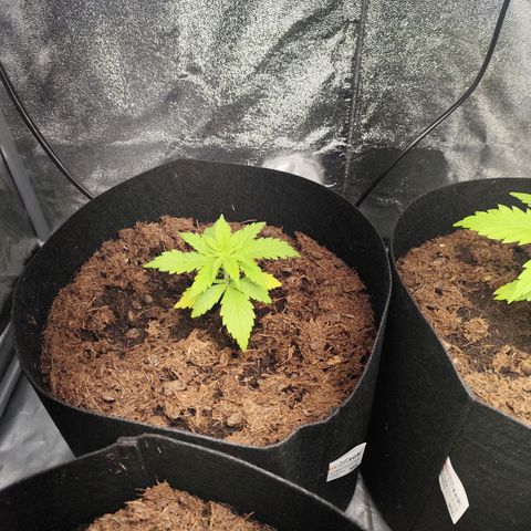 Critical mass fast growlog timeline photo