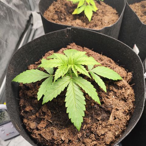 Critical mass fast growlog timeline photo