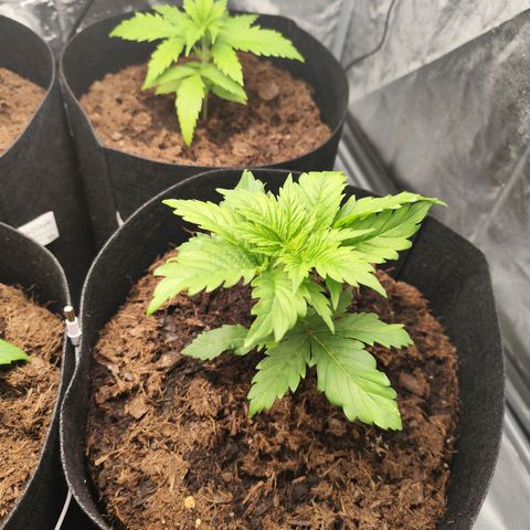 Critical mass fast growlog timeline photo
