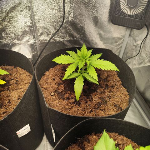 Critical mass fast growlog timeline photo