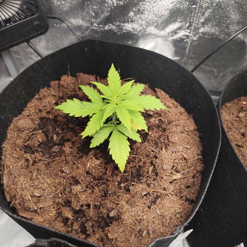 Critical mass fast growlog timeline photo