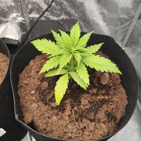 Critical mass fast growlog timeline photo