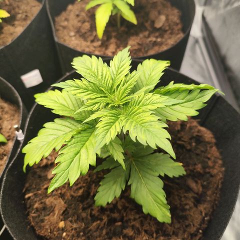 Critical mass fast growlog timeline photo