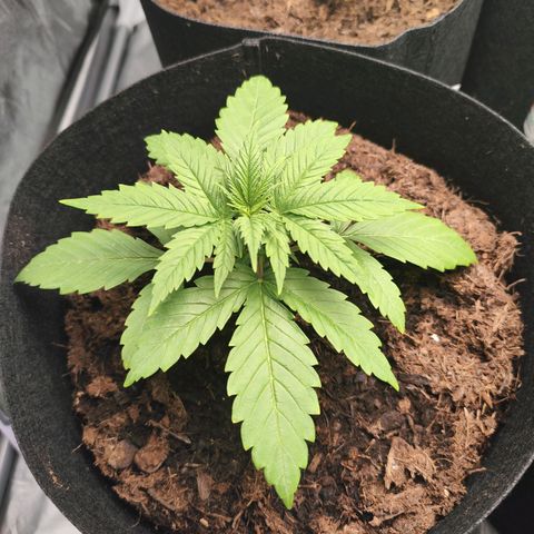 Critical mass fast growlog timeline photo