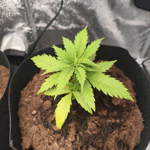 Critical mass fast growlog timeline photo