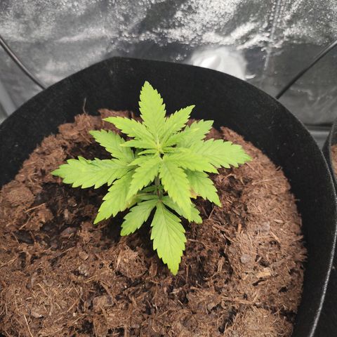 Critical mass fast growlog timeline photo