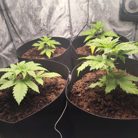 Critical mass fast growlog timeline photo