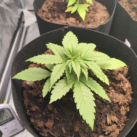 Critical mass fast growlog timeline photo