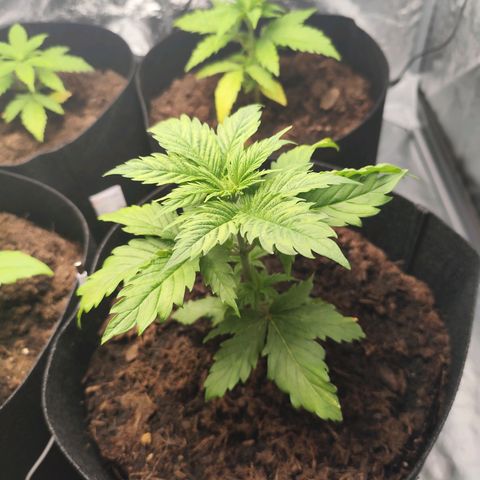 Critical mass fast growlog timeline photo