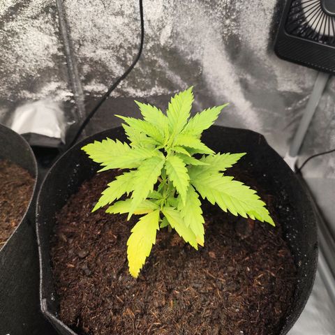 Critical mass fast growlog timeline photo