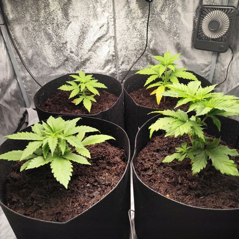Critical mass fast growlog timeline photo