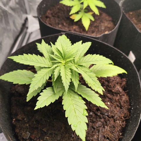 Critical mass fast growlog timeline photo
