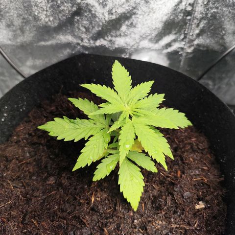 Critical mass fast growlog timeline photo