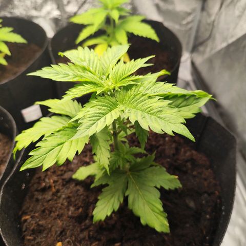 Critical mass fast growlog timeline photo