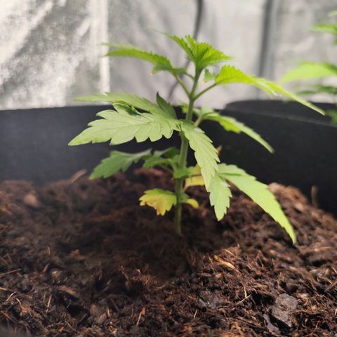Critical mass fast growlog timeline photo