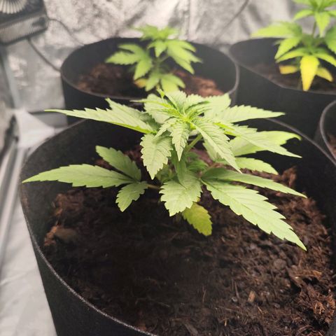 Critical mass fast growlog timeline photo