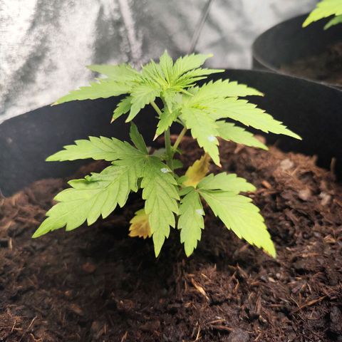 Critical mass fast growlog timeline photo