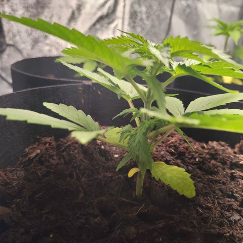 Critical mass fast growlog timeline photo