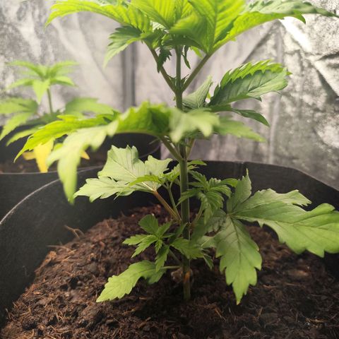 Critical mass fast growlog timeline photo