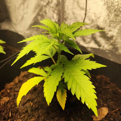 Critical mass fast growlog timeline photo