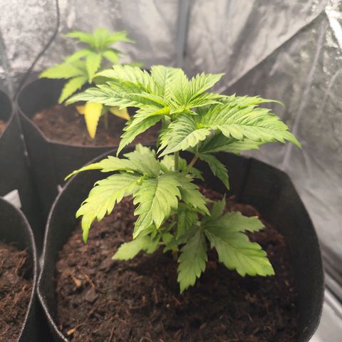 Critical mass fast growlog timeline photo