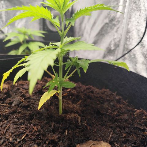 Critical mass fast growlog timeline photo