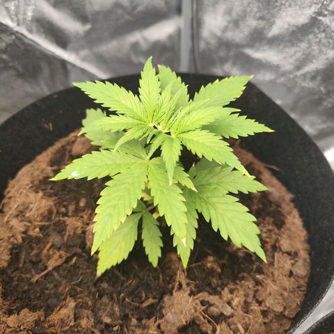 Critical mass fast growlog timeline photo