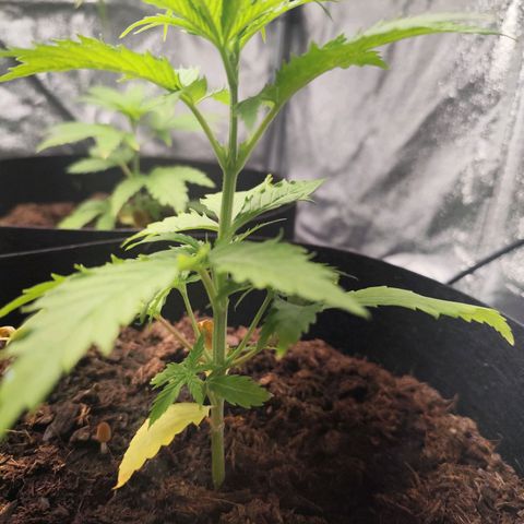 Critical mass fast growlog timeline photo