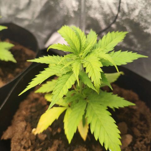 Critical mass fast growlog timeline photo