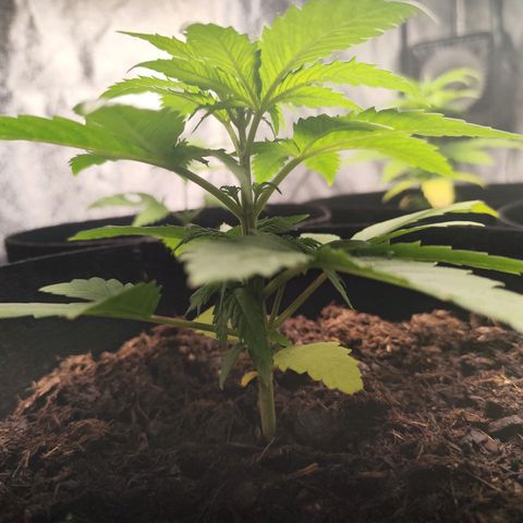 Critical mass fast growlog timeline photo