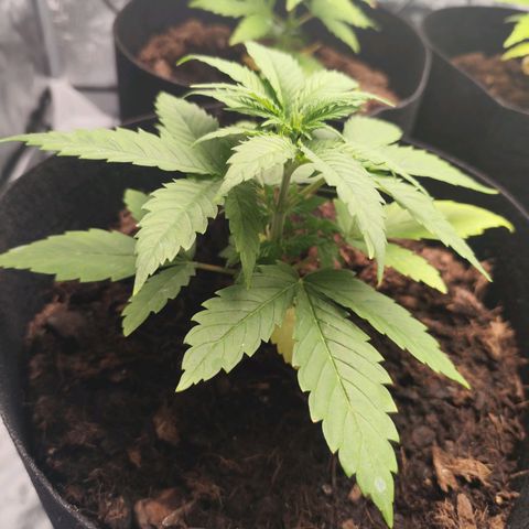 Critical mass fast growlog timeline photo