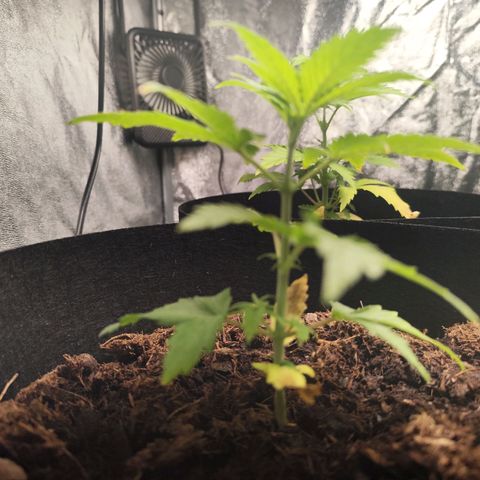 Critical mass fast growlog timeline photo