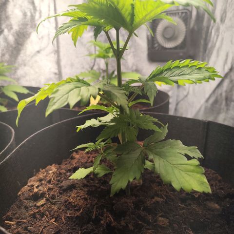 Critical mass fast growlog timeline photo