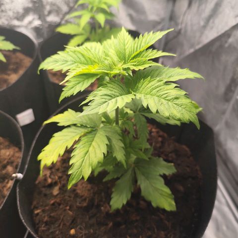 Critical mass fast growlog timeline photo
