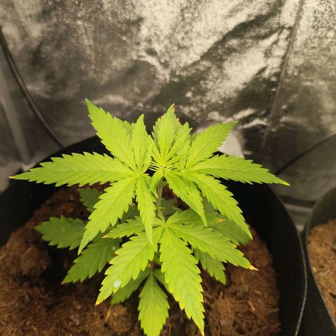 Critical mass fast growlog timeline photo