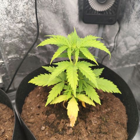 Critical mass fast growlog timeline photo