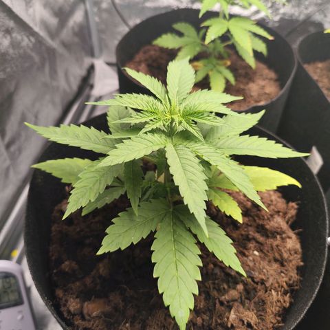 Critical mass fast growlog timeline photo