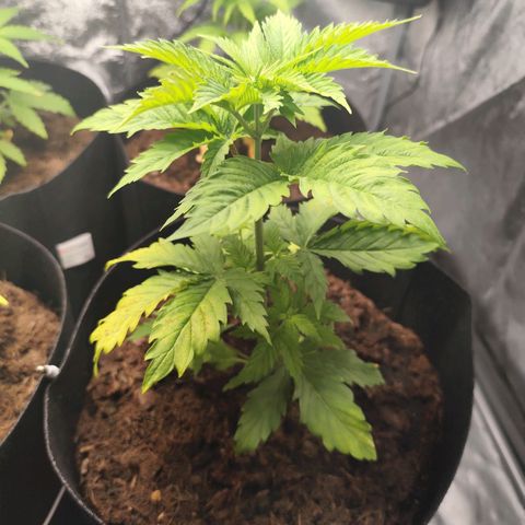 Critical mass fast growlog timeline photo